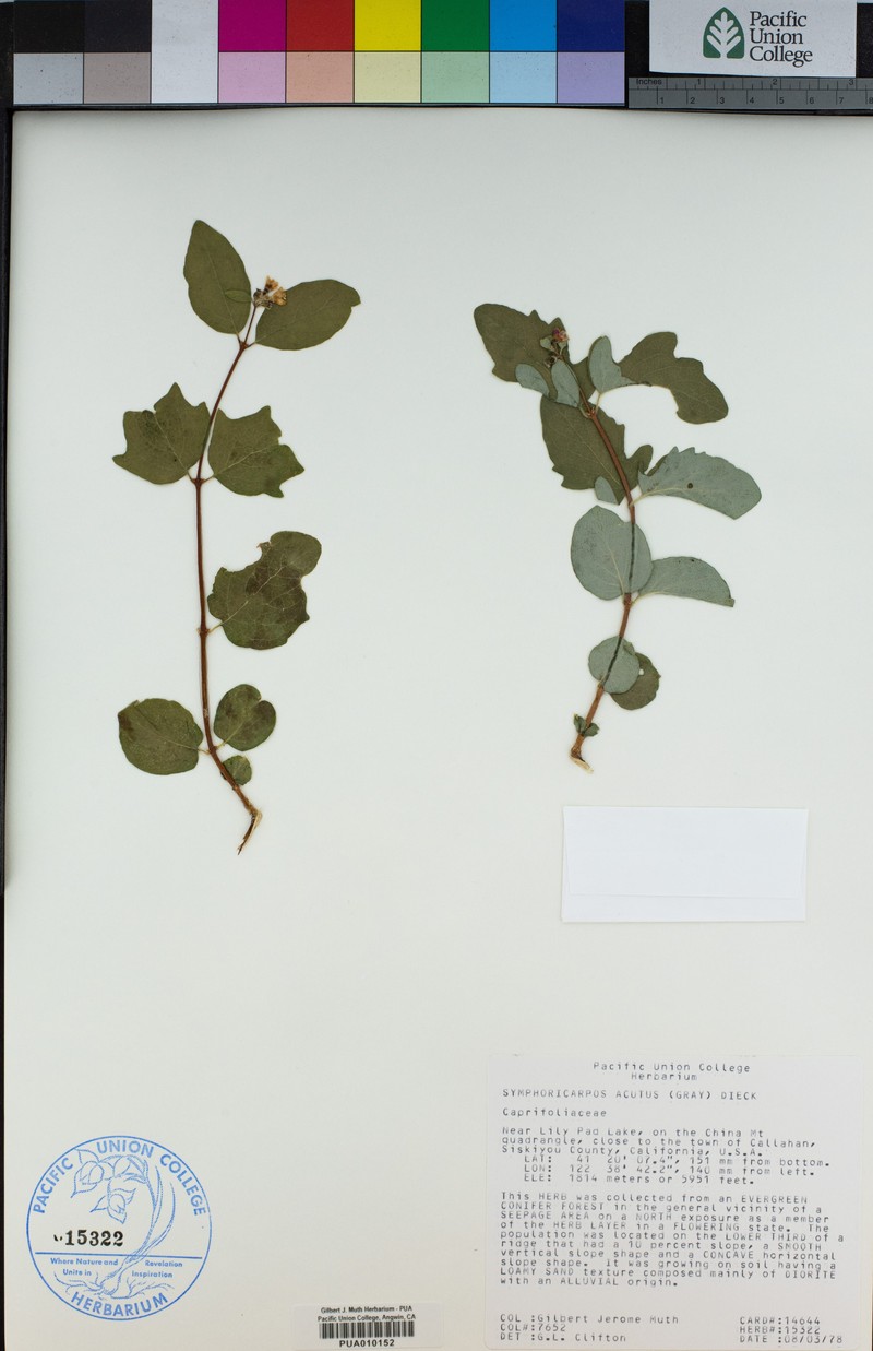 Sharpleaf Snowberry photo 8