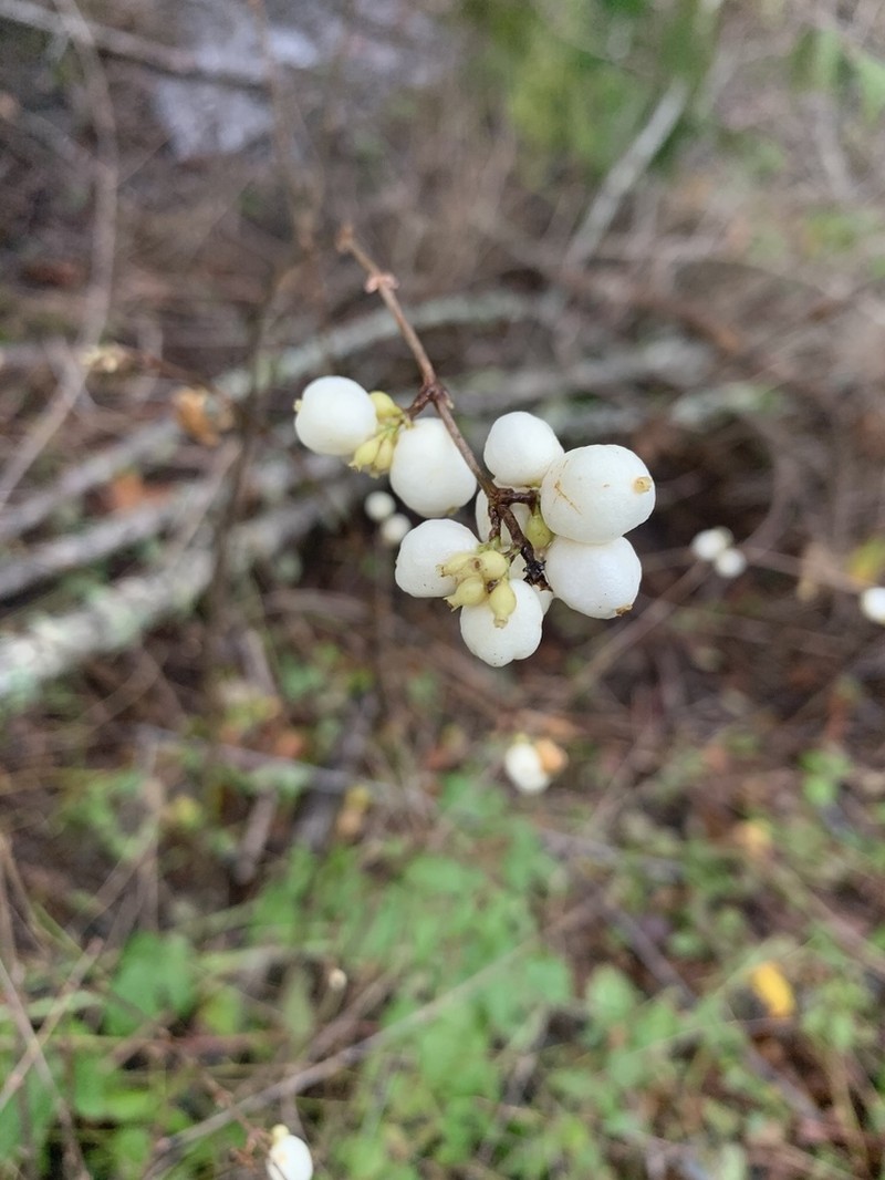 Common Snowberry photo 6