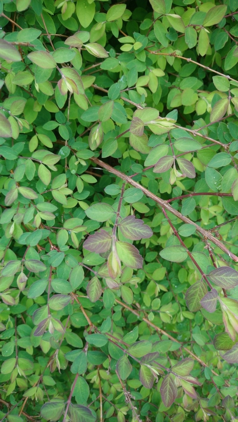 Common Snowberry photo 7