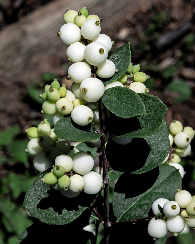 Common Snowberry photo 2
