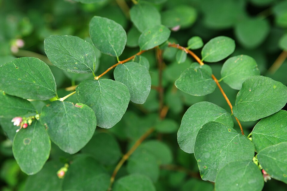 Common Snowberry photo 3