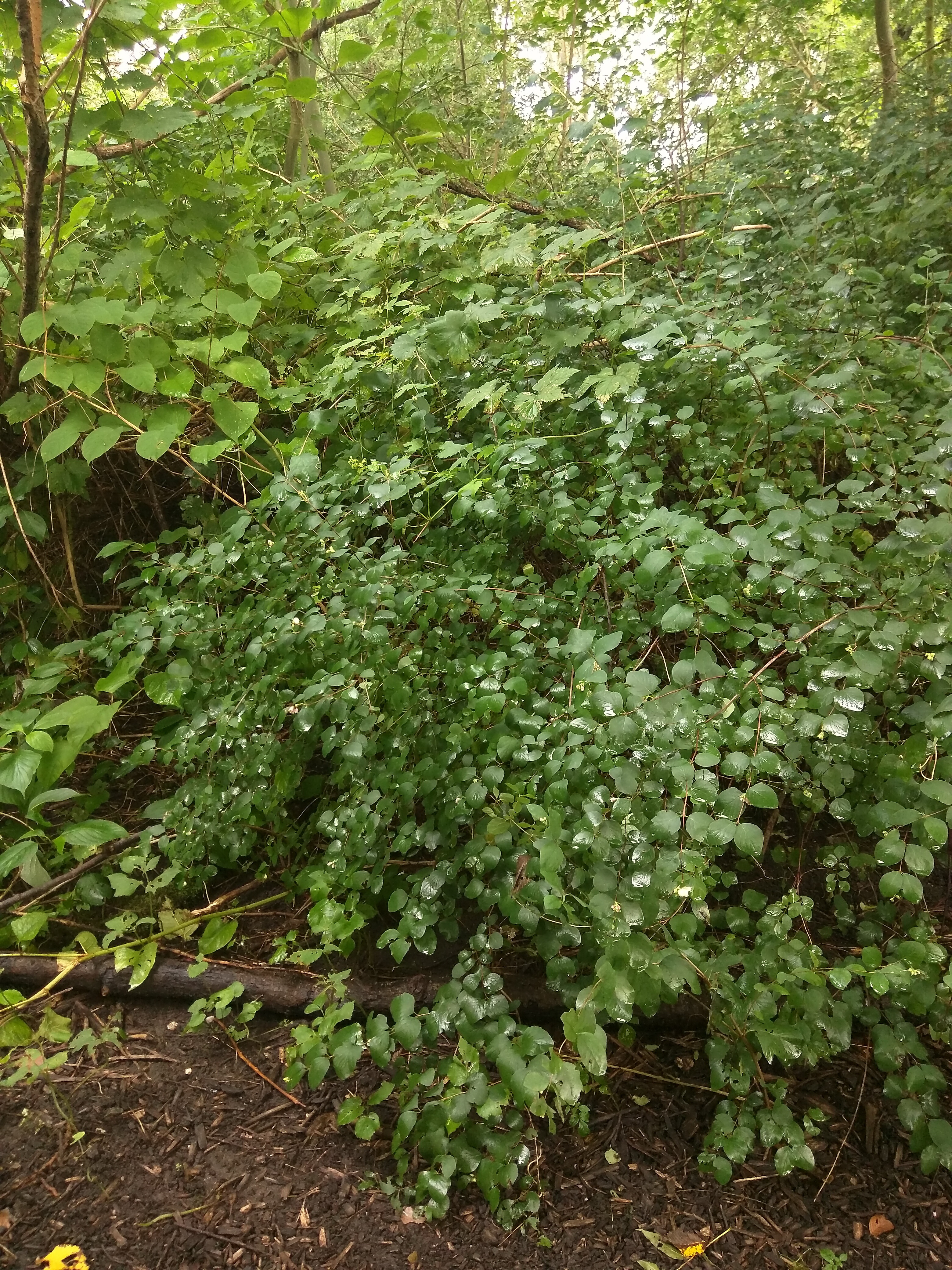 Common Snowberry photo 5