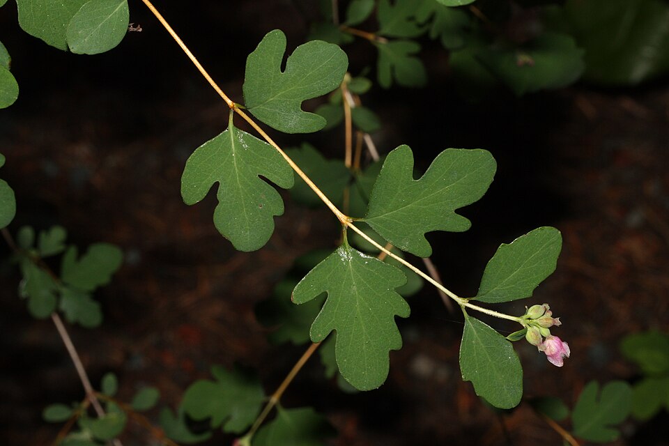 Common Snowberry photo 6