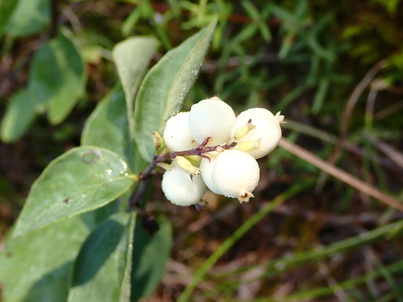 Symphoricarpos albus var. albus