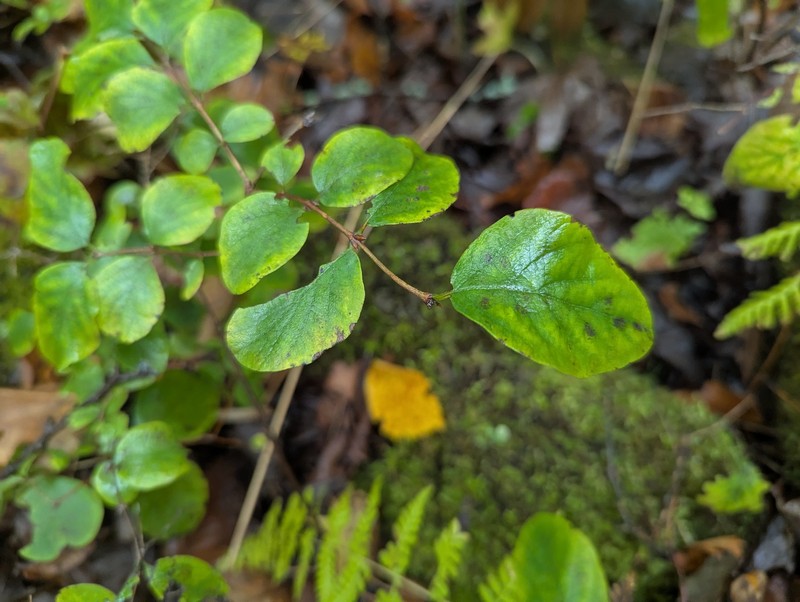 Symphoricarpos albus var. albus photo 3
