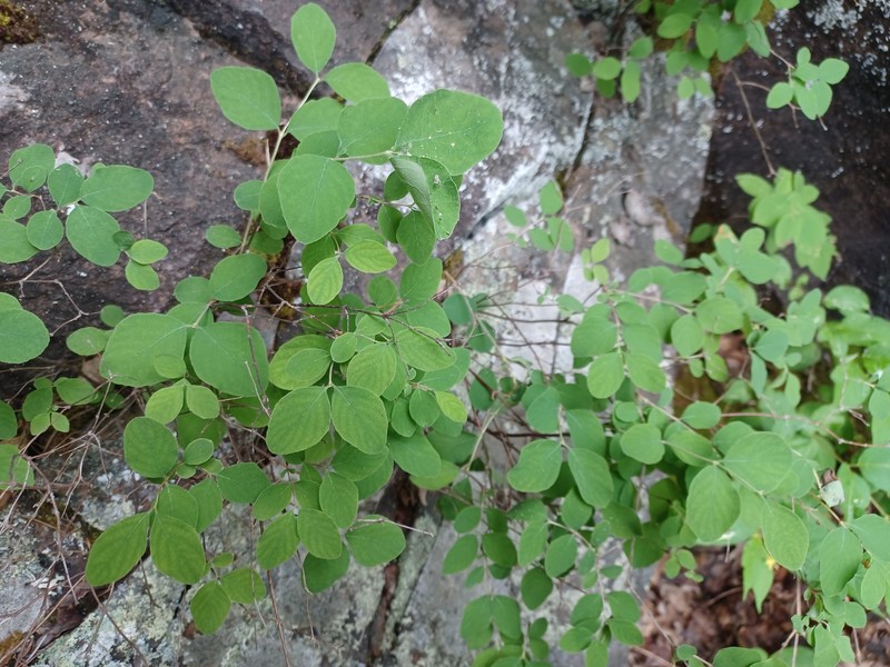 Symphoricarpos albus var. albus photo 5