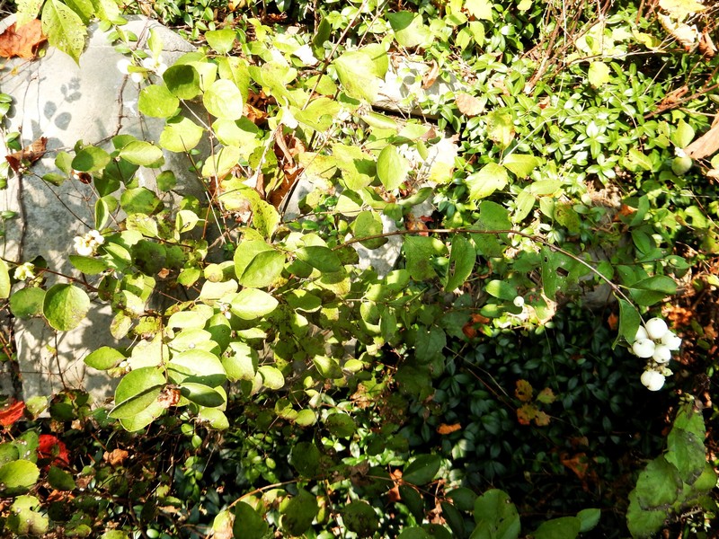Symphoricarpos albus var. albus photo 6