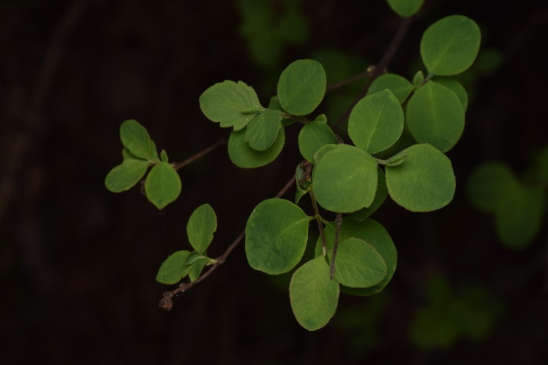 Symphoricarpos albus var. laevigatus