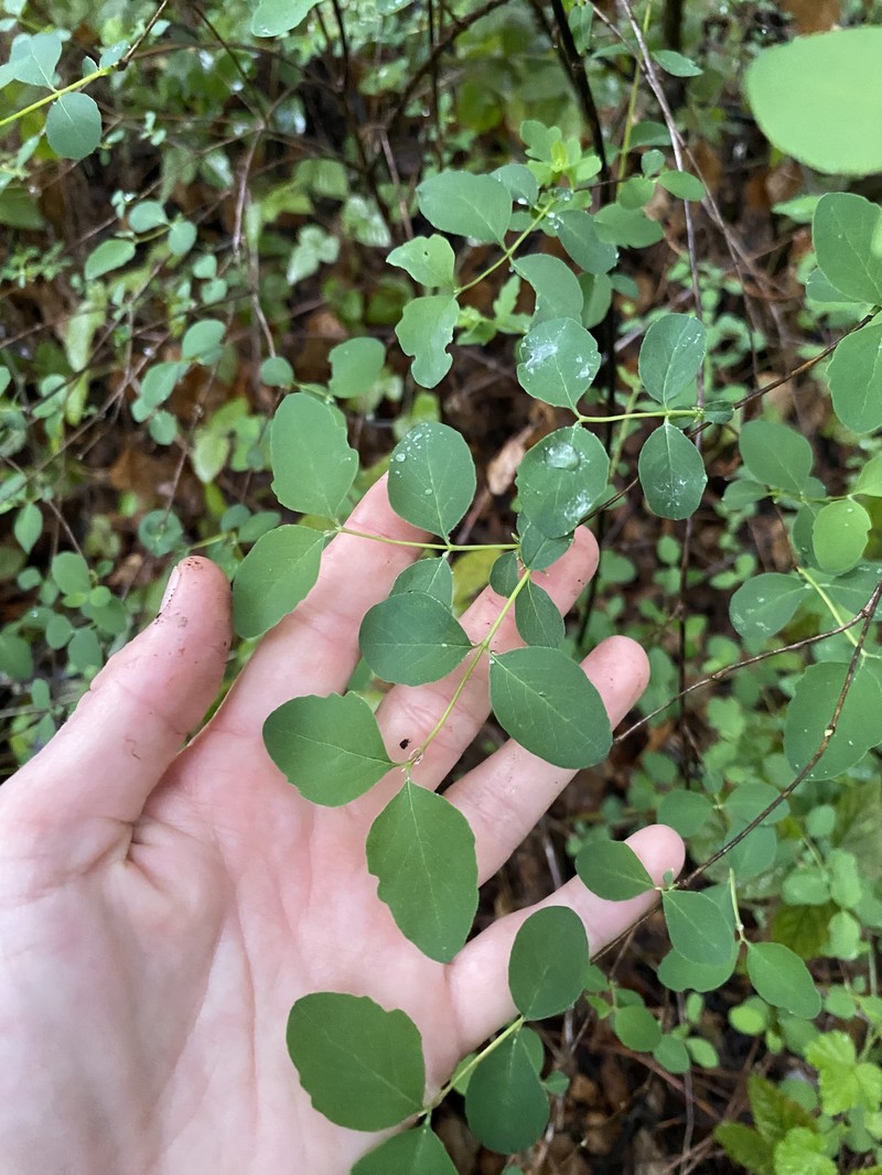 Symphoricarpos albus var. laevigatus photo 2