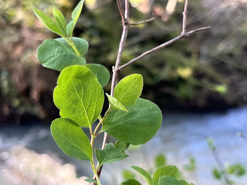 Symphoricarpos albus var. laevigatus photo 3