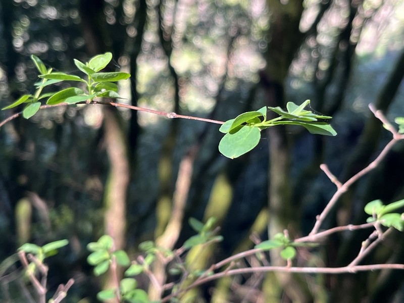 Symphoricarpos albus var. laevigatus photo 4