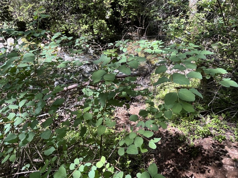 Symphoricarpos albus var. laevigatus photo 5