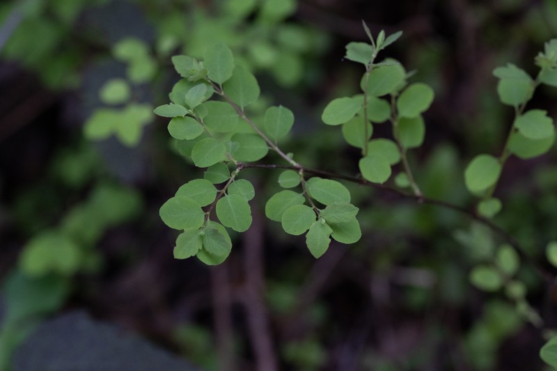 Symphoricarpos albus var. laevigatus photo 6