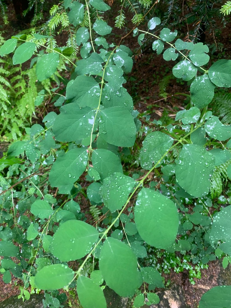 Symphoricarpos albus var. laevigatus photo 7