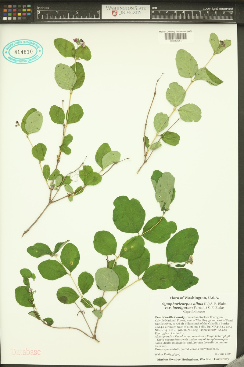 Symphoricarpos albus var. laevigatus photo 8