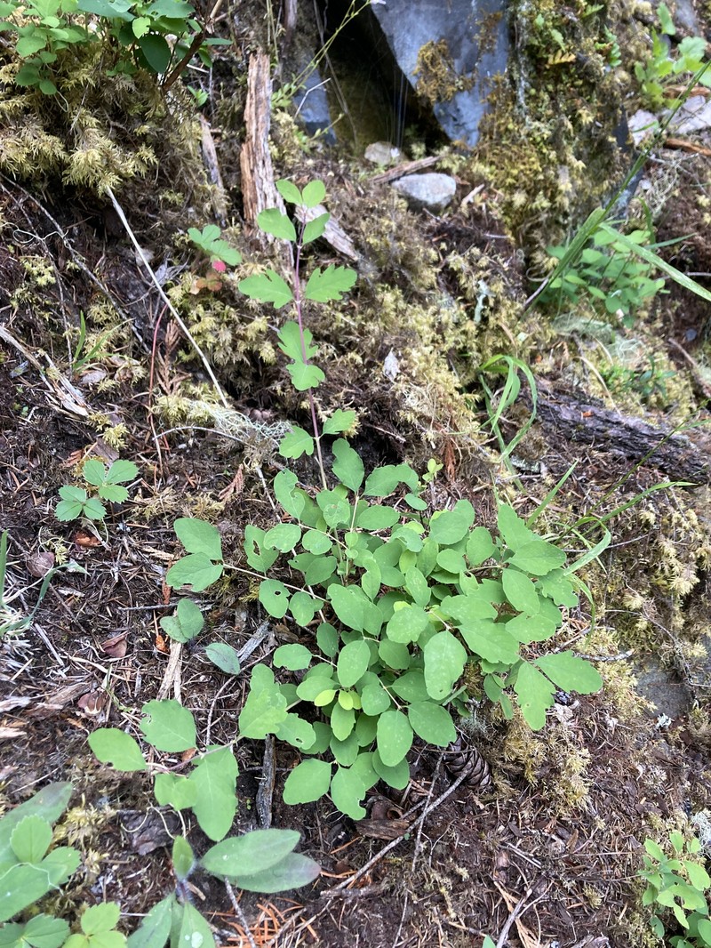 Trailing Snowberry