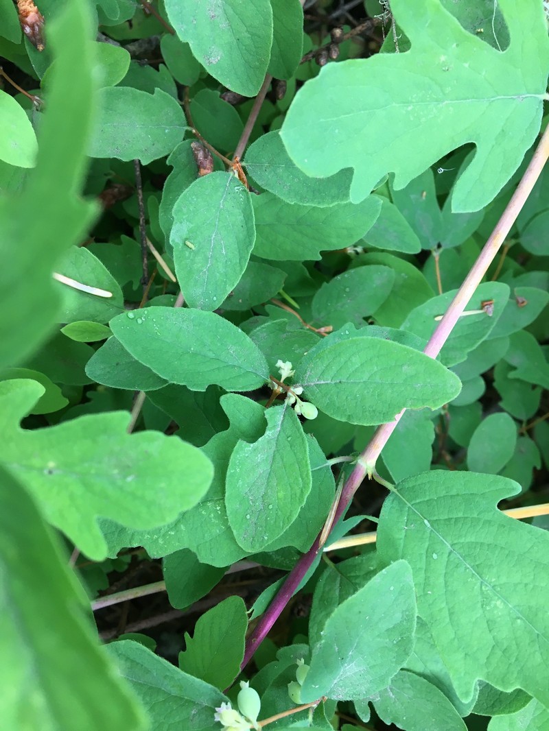 Trailing Snowberry photo 2