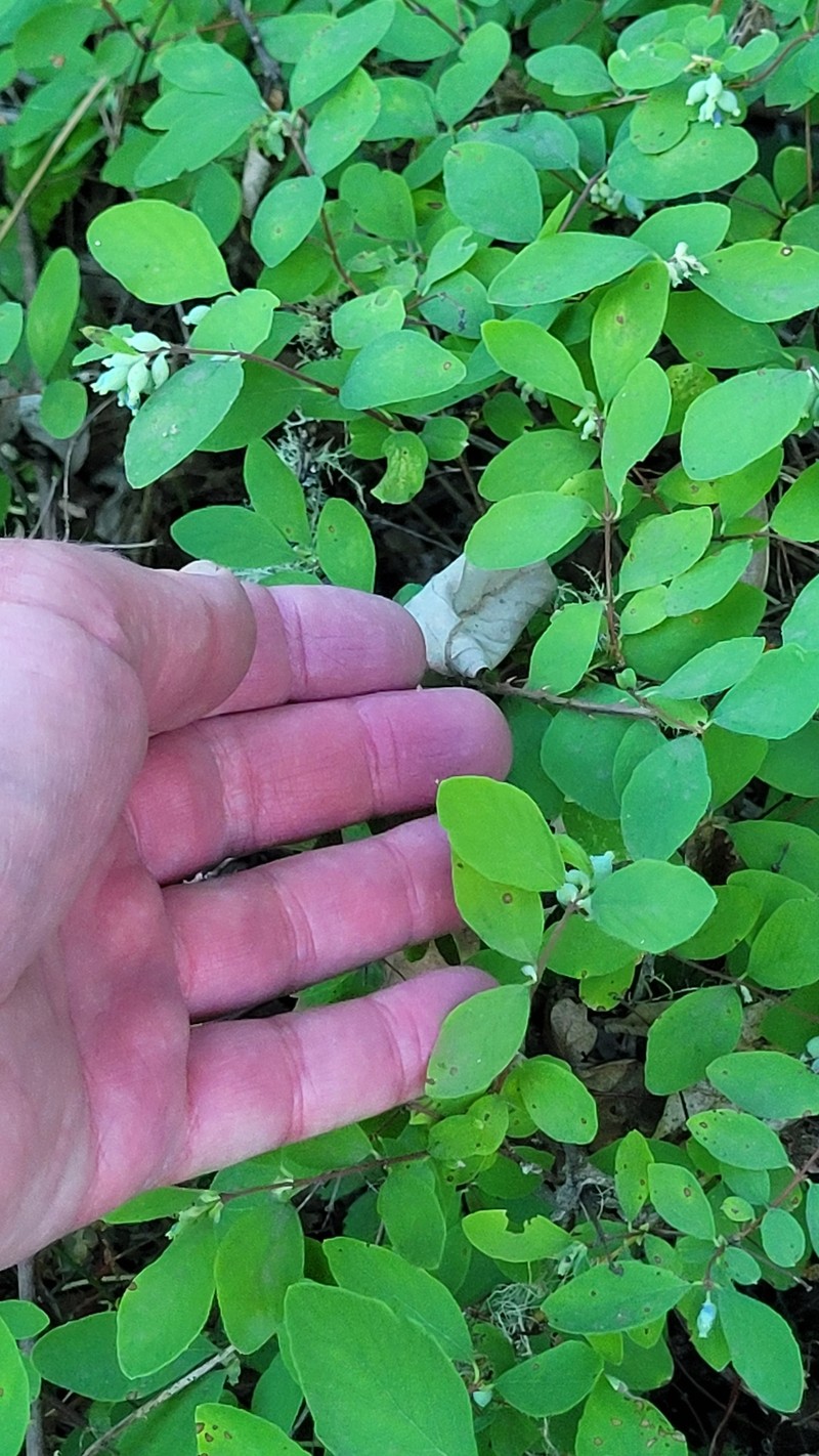 Trailing Snowberry photo 3