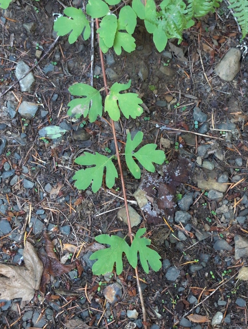 Trailing Snowberry photo 4