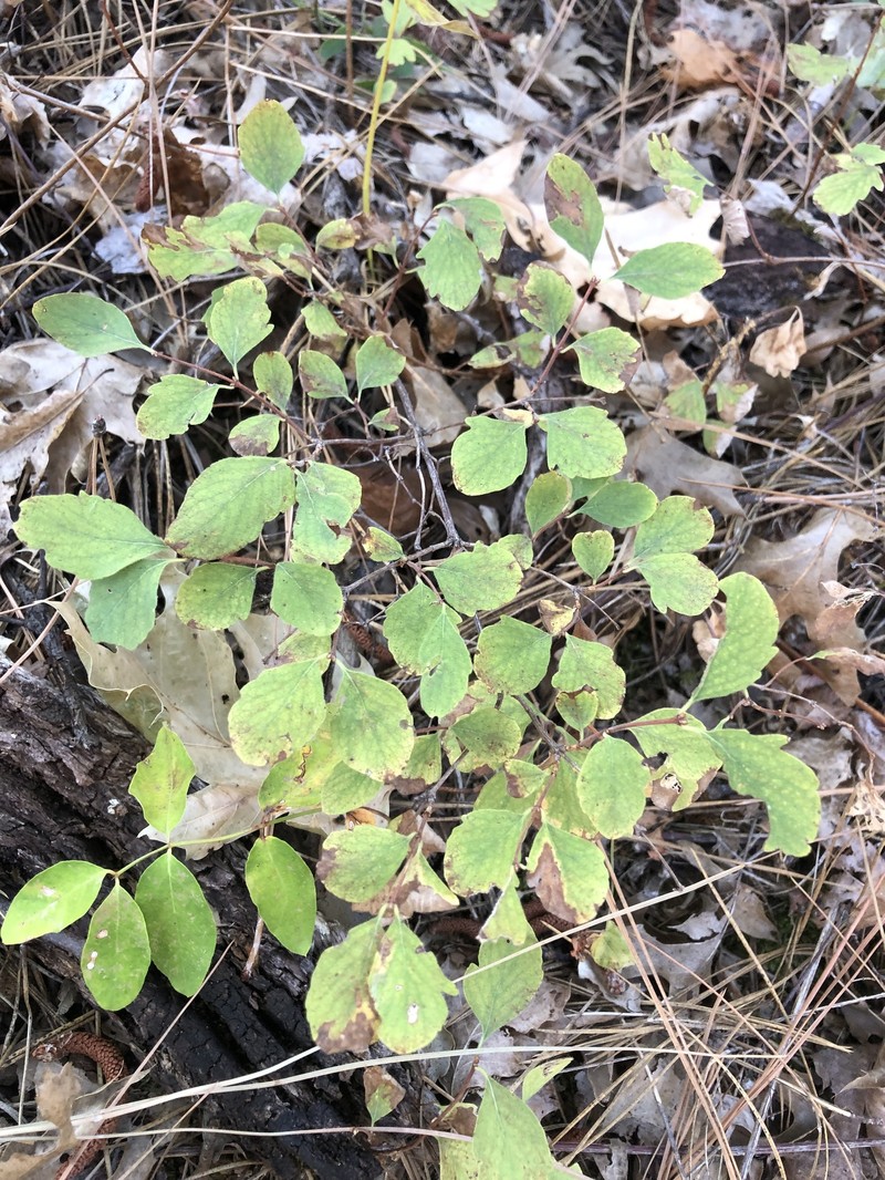 Trailing Snowberry photo 5
