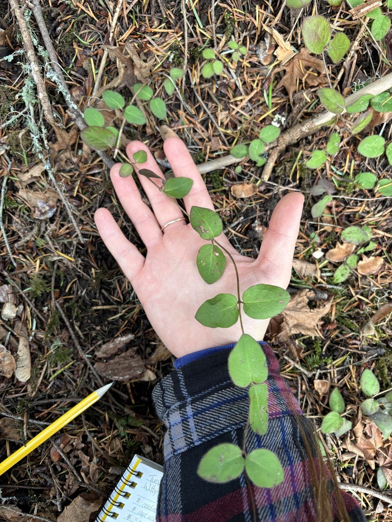 Trailing Snowberry photo 6