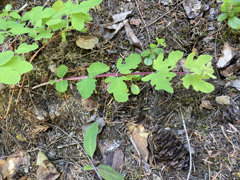 Trailing Snowberry photo 7