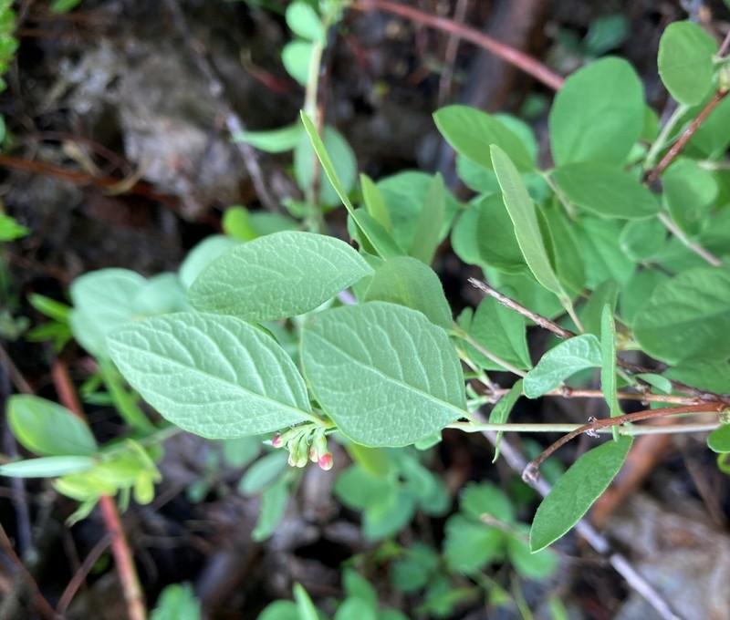 Trailing Snowberry photo 8