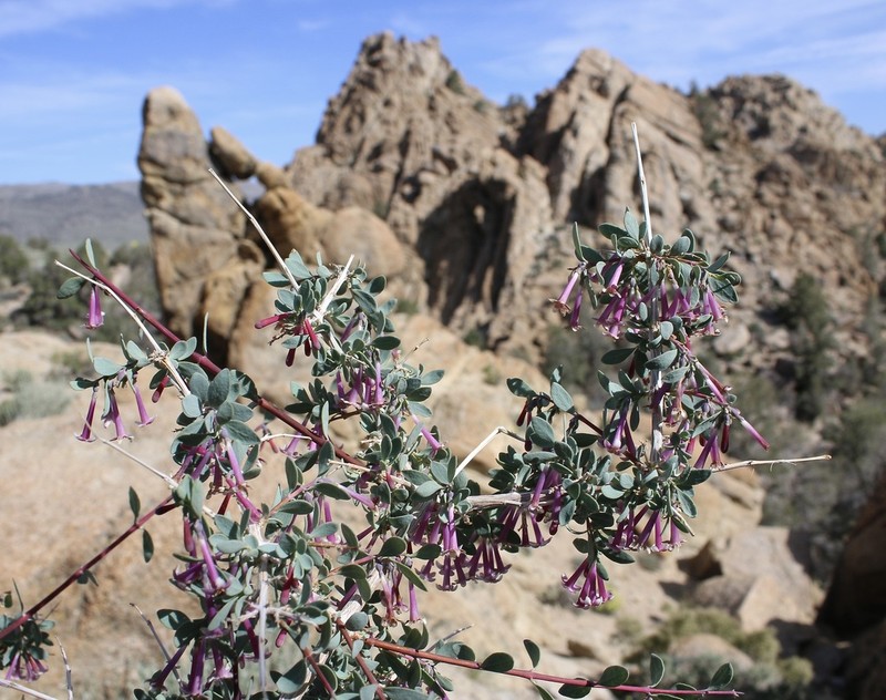 Desert Snowberry photo 2