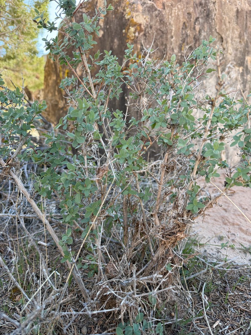 Desert Snowberry photo 3