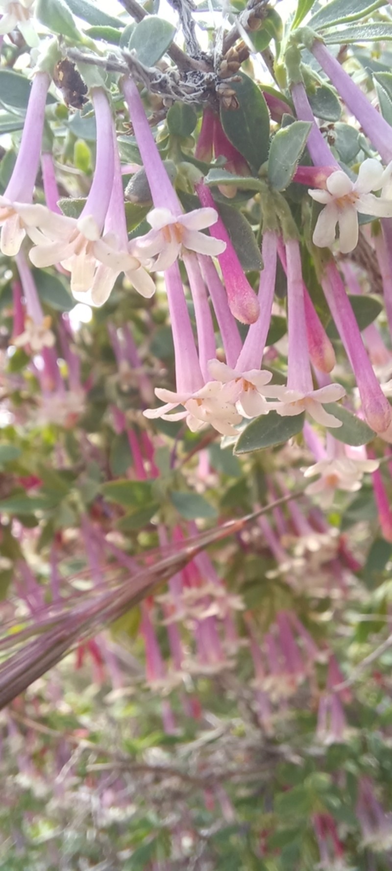 Desert Snowberry photo 4