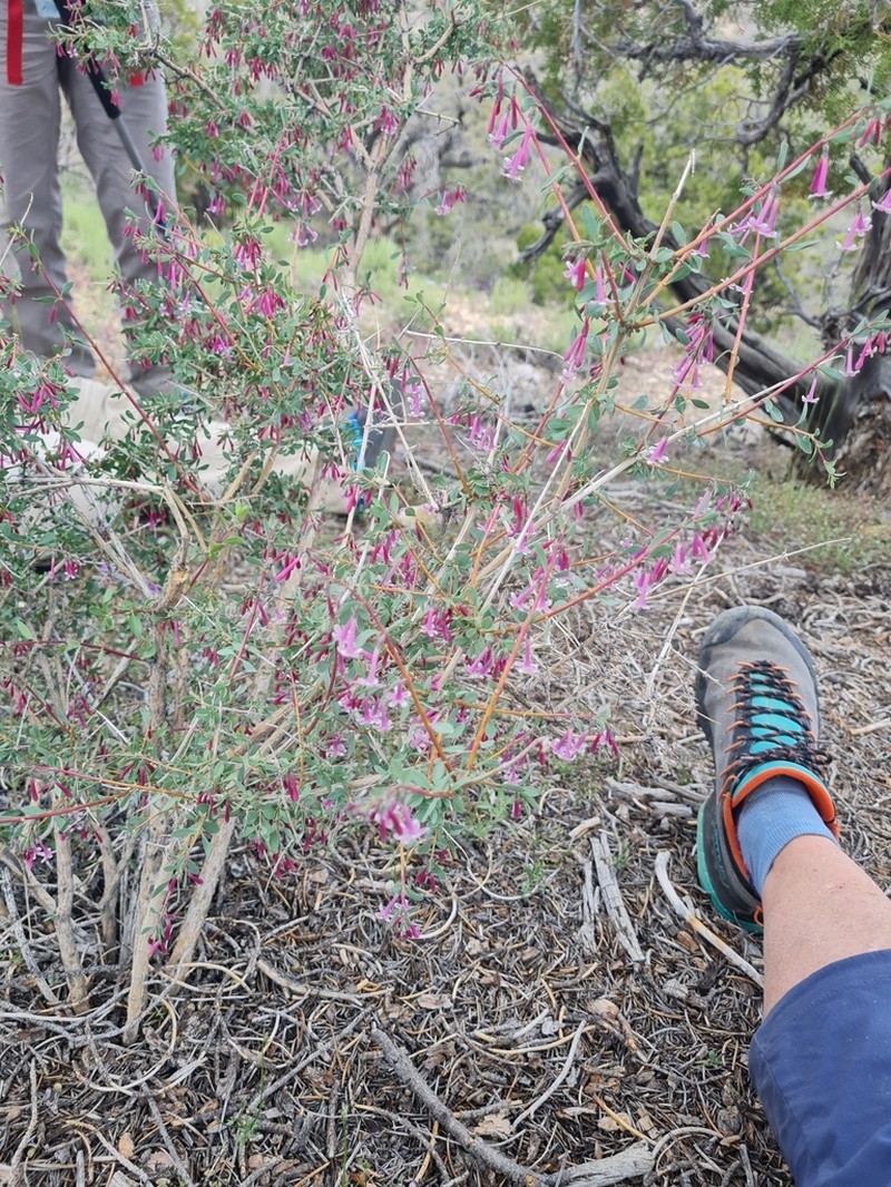 Desert Snowberry photo 5