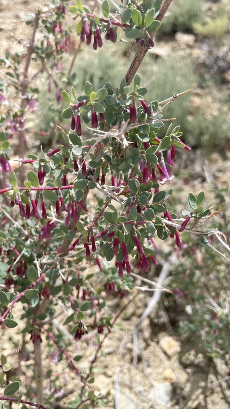 Desert Snowberry photo 6