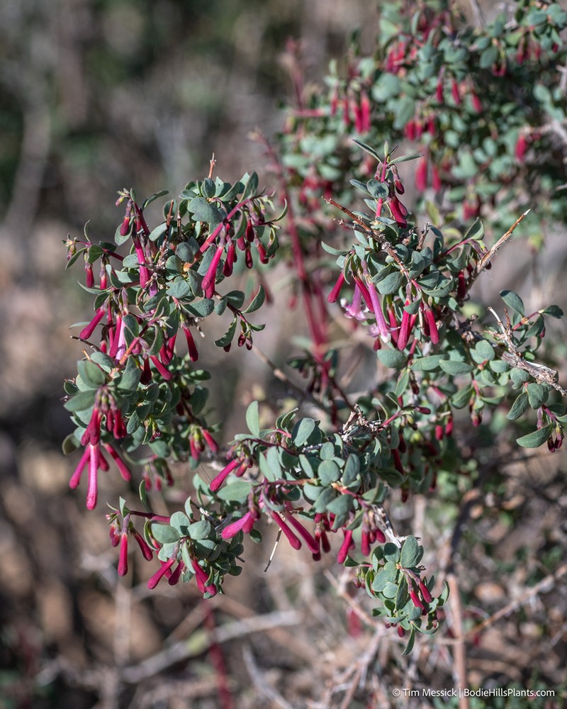 Desert Snowberry photo 7