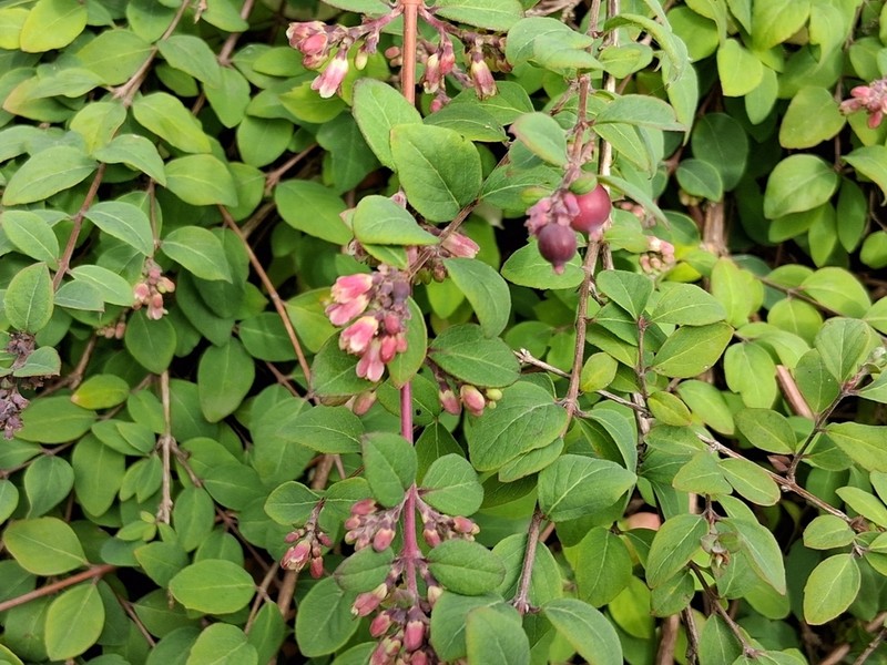 Pink Snowberry