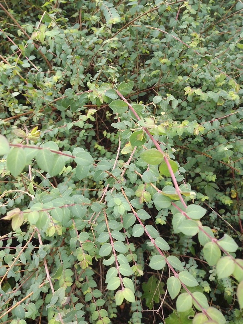 Pink Snowberry photo 4