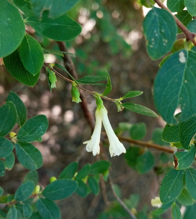 Pink Snowberry photo 5