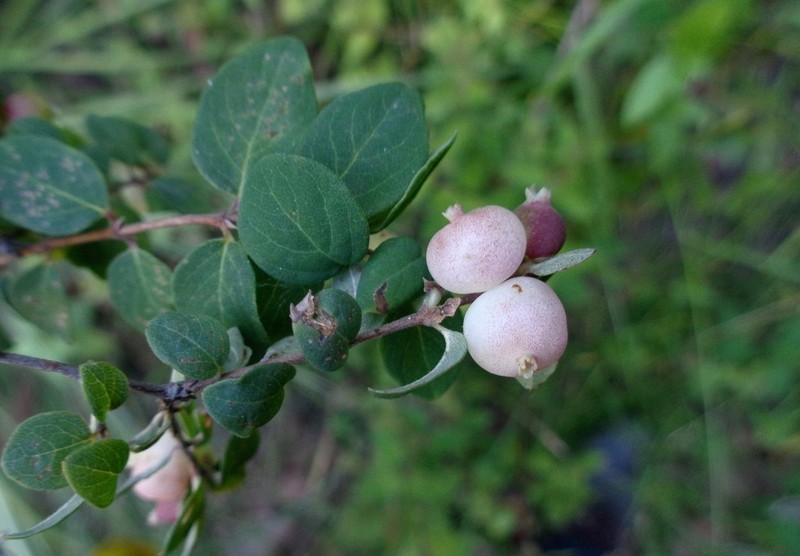 Pink Snowberry photo 7