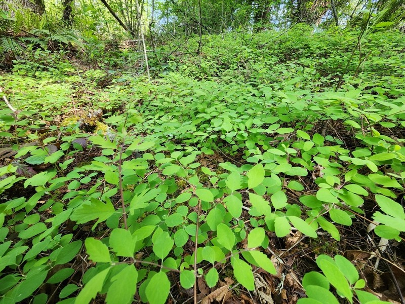 Creeping Snowberry photo 3