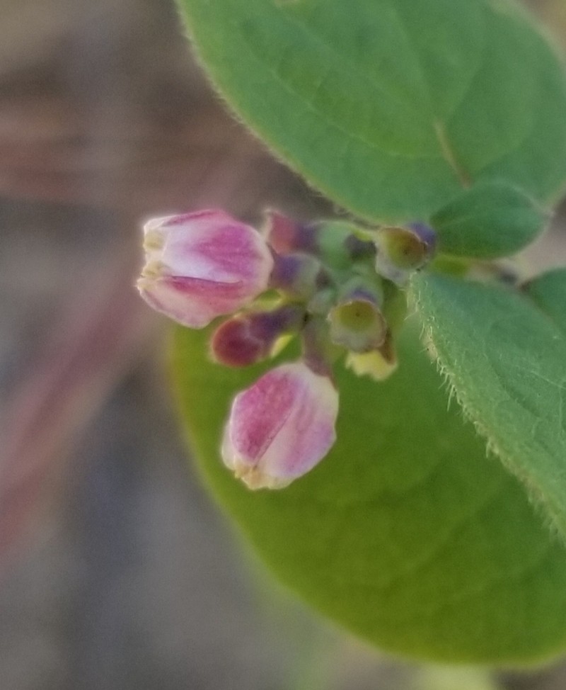 Creeping Snowberry photo 4