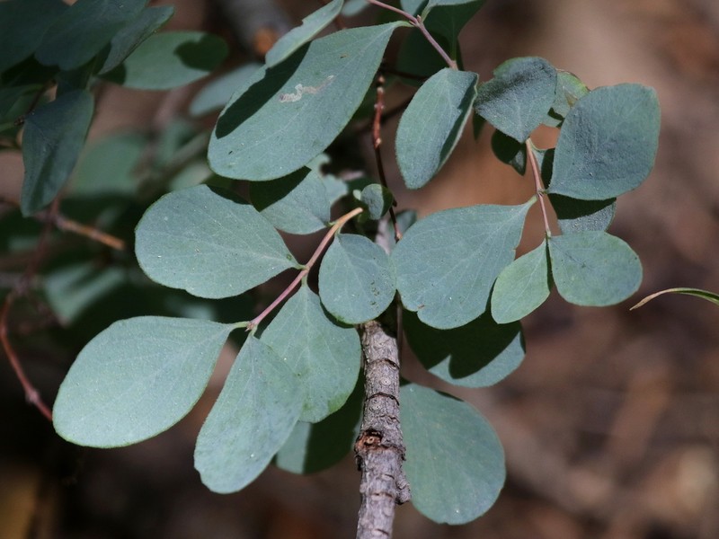 Creeping Snowberry photo 5