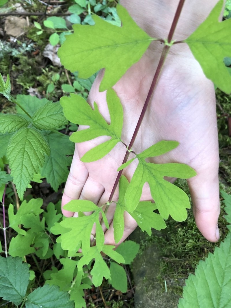 Creeping Snowberry photo 6
