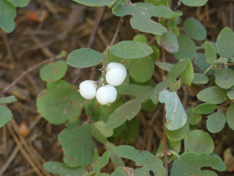 Creeping Snowberry photo 7