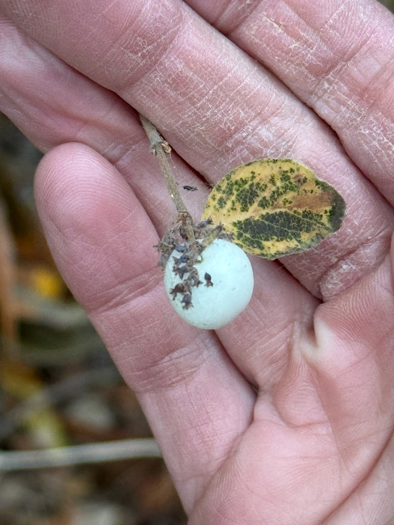 Creeping Snowberry photo 8