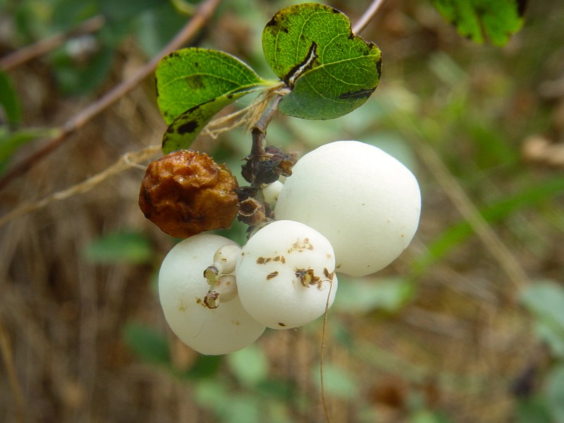 Creeping Snowberry photo 2