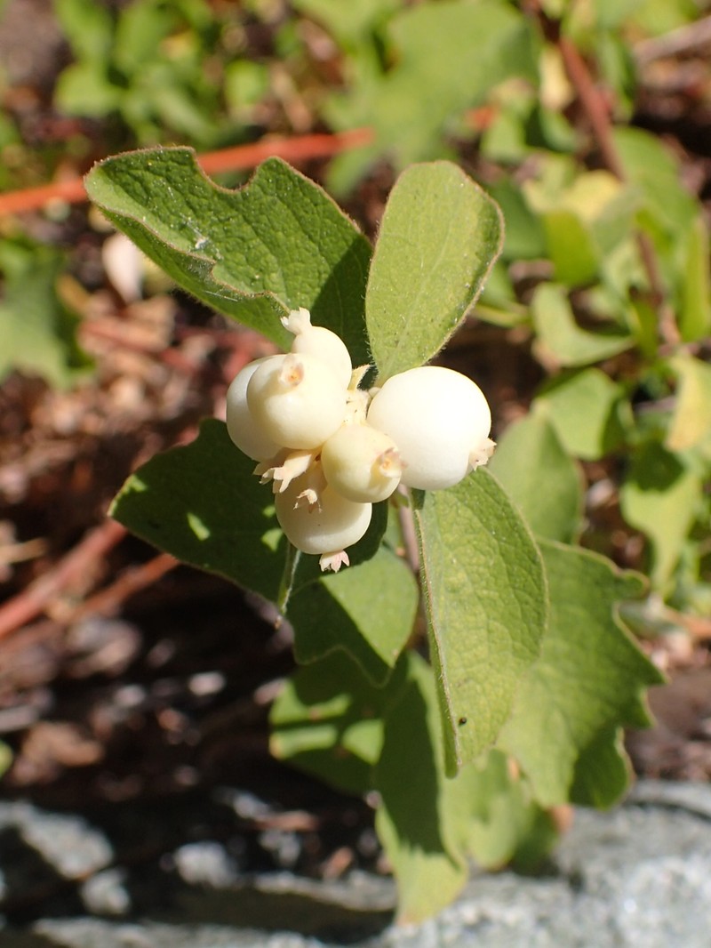 Creeping Snowberry photo 3