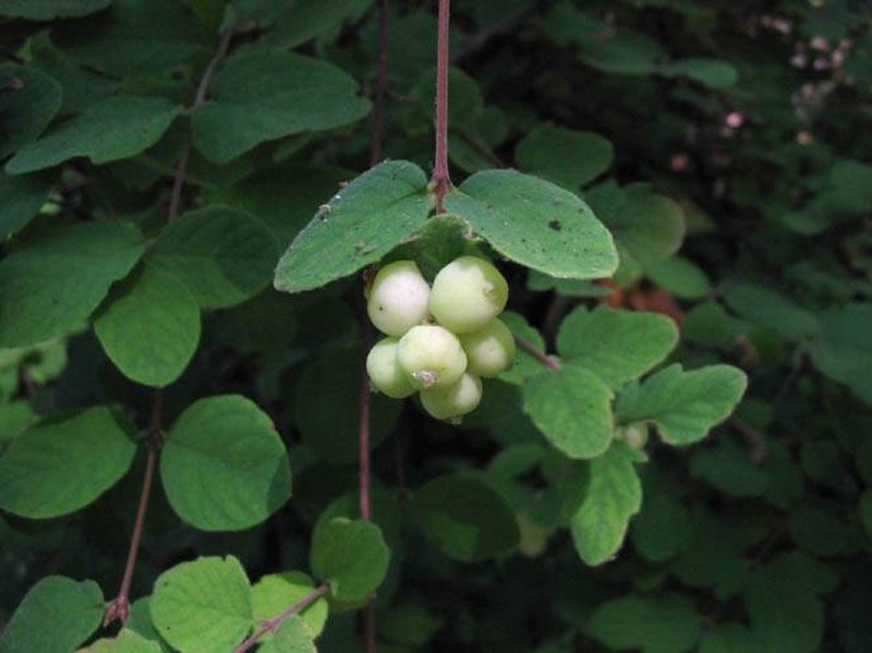 Creeping Snowberry