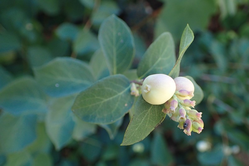 Creeping Snowberry photo 4