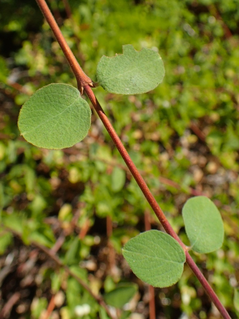 Creeping Snowberry photo 5