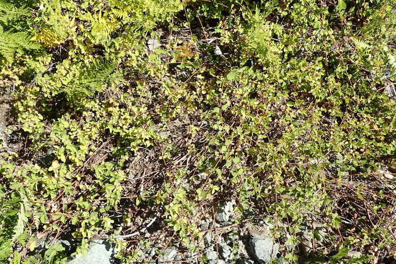 Creeping Snowberry photo 6