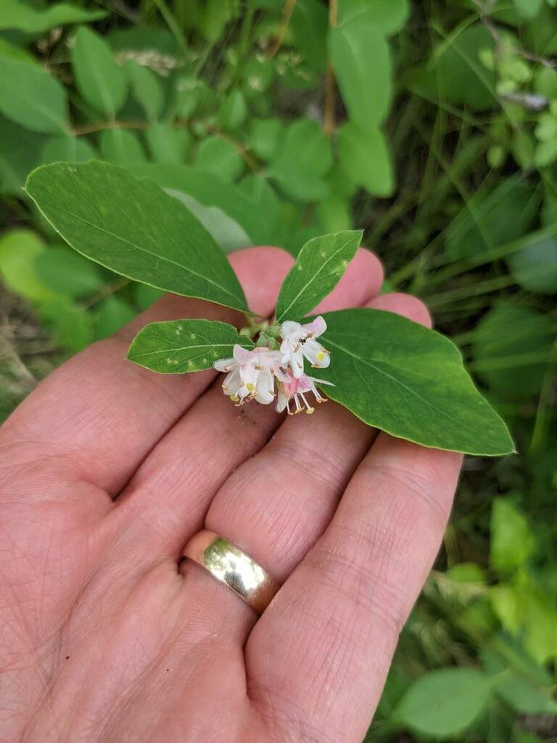 Western Snowberry photo 2